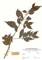 藏品(衛矛屬)的圖片